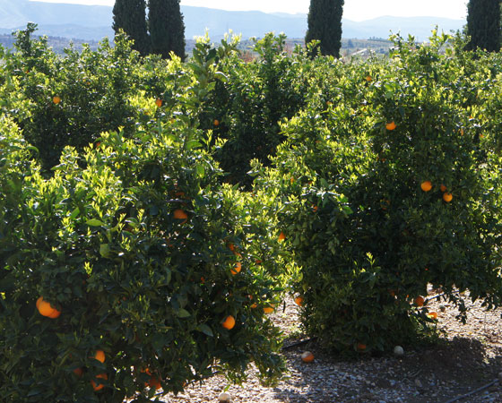 Campo de naranjas